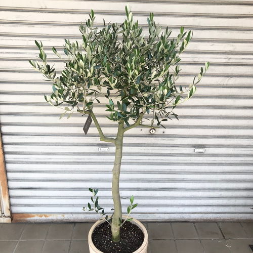 創樹　オリーブ　ルッカ　14 創樹 オリーブ ルッカ 14 | その他観葉植物