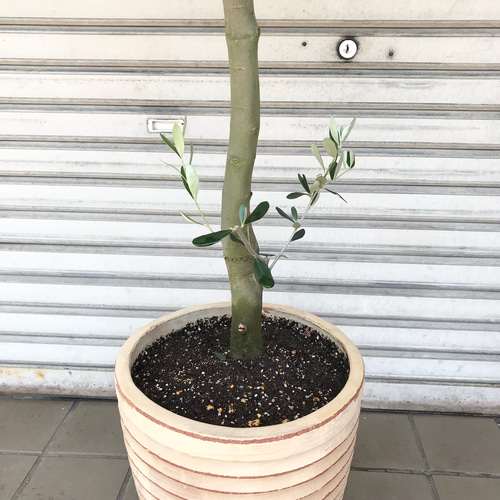 幹太い♡ 樹形良好♡ オリーブの木 ルッカ SOUJU テラコッタ その他