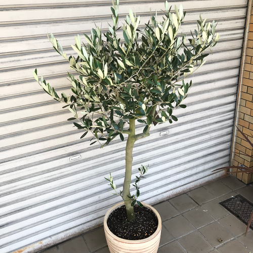 最高級樹形　幹極太　Souju オリーブ　【ルッカ】 陶器鉢　植え込み発送 最高級樹形 幹極太 Souju オリーブ 【ルッカ】 陶器鉢 植え込み発送