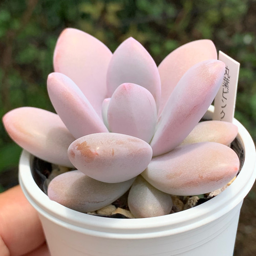 超希少レア品種！☆国産丸葉ピンクシフォン 多肉植物 自家栽培