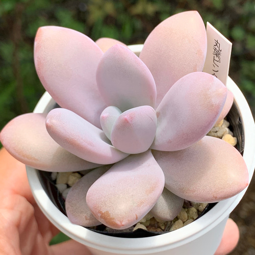 超希少レア品種！☆国産丸葉ピンクシフォン 多肉植物 自家栽培