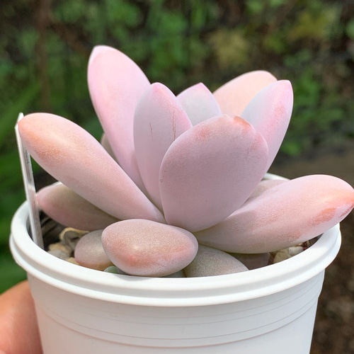 超希少レア品種！☆国産丸葉ピンクシフォン 多肉植物 自家栽培