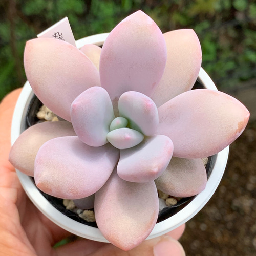 超希少レア品種！☆国産丸葉ピンクシフォン 多肉植物 自家栽培