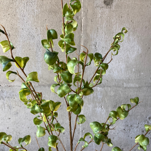 光触媒　人工観葉植物　ウォールグリーン　フェイク　ベンジャミンバロックpt@ 光触媒 人工観葉植物 ウォールグリーン フェイク フラワー