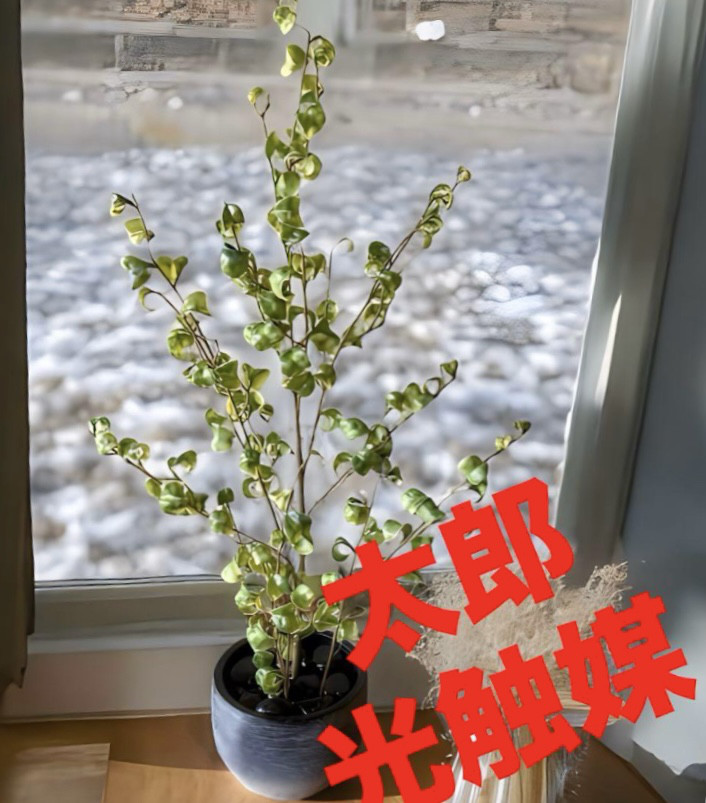 光触媒　人工観葉植物　ウォールグリーン　フェイク　フラワー　ベンジャミンバロックpt
