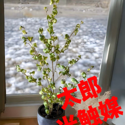 光触媒 人工観葉植物 ウォールグリーン フェイクグリーン 藤の花ツリー