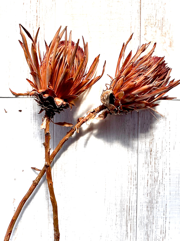 ドライフラワー❇️プロテア シャロン❣️ プロテア シャロンの