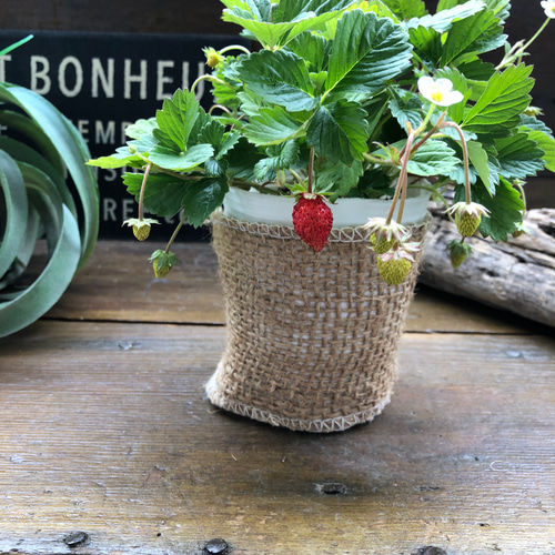 ワイルドストロベリー♡幸せを運ぶ♡野いちご♡実つき♡ガーデニング