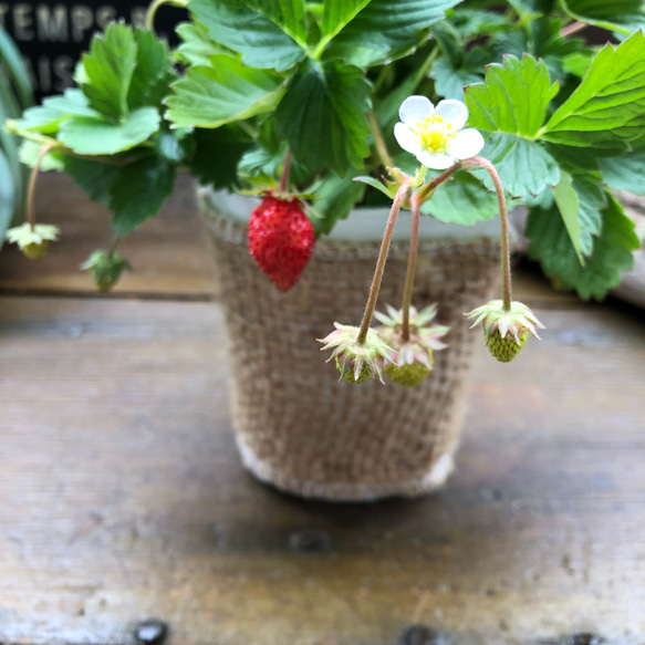 ワイルドストロベリー♡幸せを運ぶ♡野いちご♡実つき♡ガーデニング