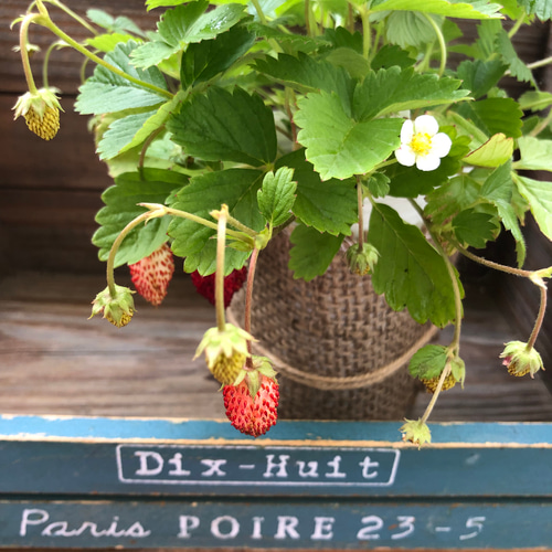 ワイルドストロベリー♡幸せを運ぶ♡野いちご♡実つき♡ガーデニング