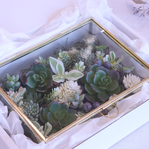 おしゃれなガラスケースに入った多肉植物の寄せ植え風アレンジ アート