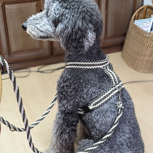 パラコード カフェリード 大型犬用 (全長150cm) カラーお揃い