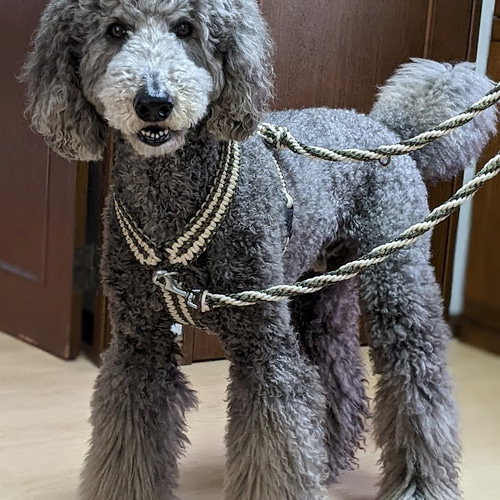 パラコードカフェリード　ハーネス 楽天市場】PARACORD HARNESS パラシュートコード ハーネス
