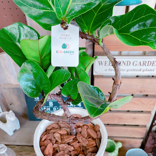 現品のみ♡【フィカス バンビーノ】育てやすいカッコイイ観葉植物