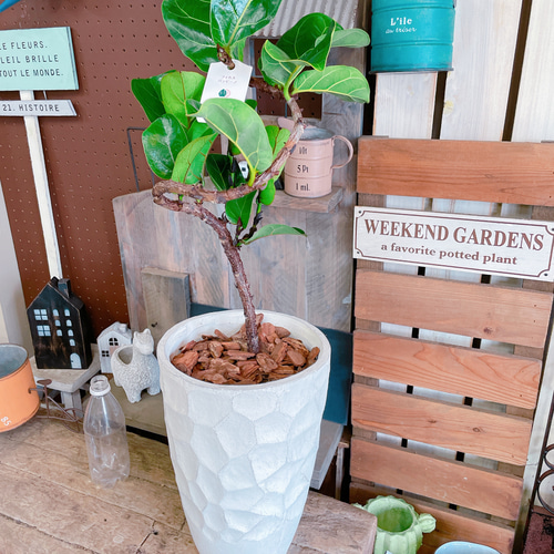 現品のみ♡【フィカス バンビーノ】育てやすいカッコイイ観葉植物