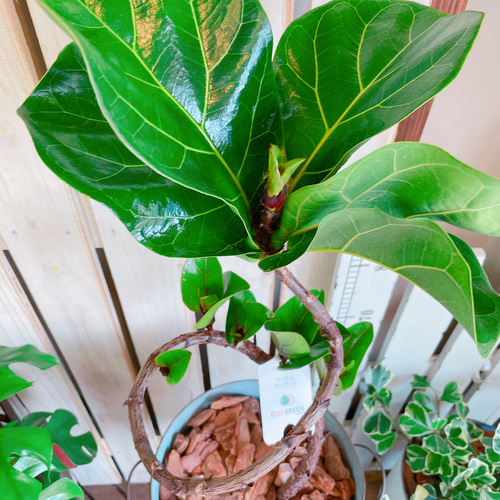 現品のみ♡【フィカス バンビーノ】育てやすいカッコイイ観葉植物