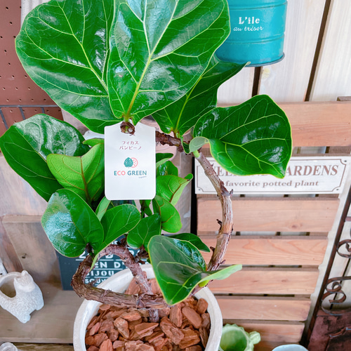 現品のみ♡【フィカス バンビーノ】育てやすいカッコイイ観葉植物