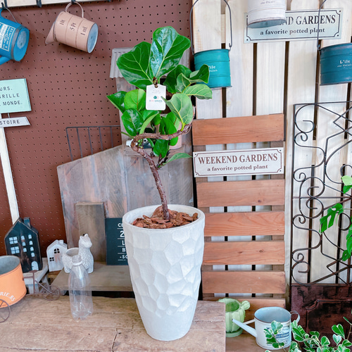 現品のみ♡【フィカス バンビーノ】育てやすいカッコイイ観葉植物