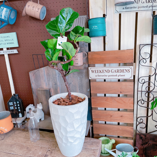 現品のみ♡【フィカス バンビーノ】育てやすいカッコイイ観葉植物