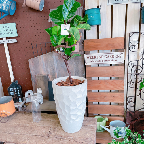 現品のみ♡【フィカス バンビーノ】育てやすいカッコイイ観葉植物