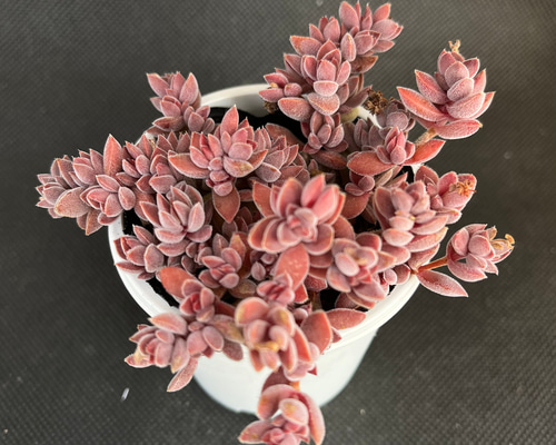 レモータ 多肉植物 多肉植物 kanomarihome 通販 14028256｜Creema