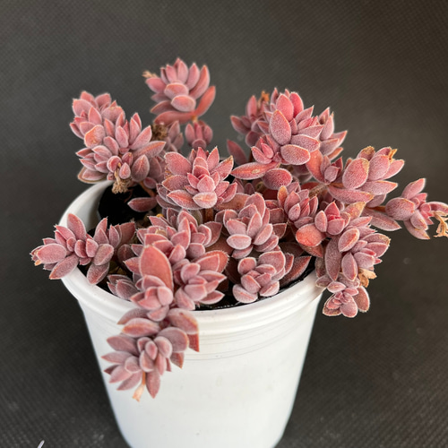 レモータ 多肉植物 多肉植物 kanomarihome 通販 14028256｜Creema