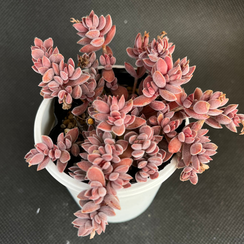 レモータ 多肉植物 多肉植物 kanomarihome 通販 14028256｜Creema