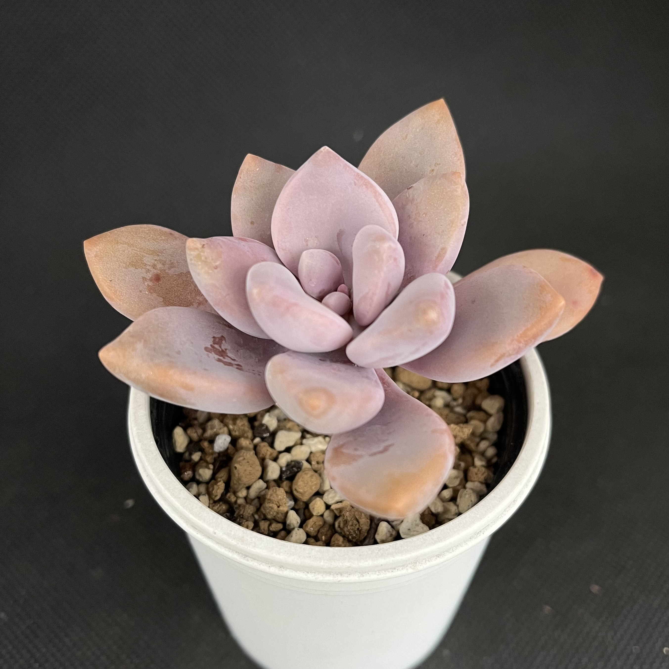 おまとめ中！39SALE！多肉植物^o^   ムラサキ おまとめ中！39SALE！多肉植物^o^ ムラサキ ムラサキ 多肉植物 多肉