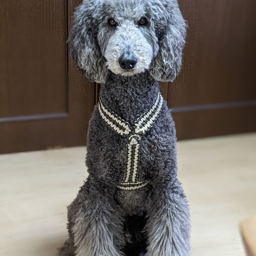 パラコード ハーネス 大型犬用 二点フック、ガッチリ (首回り55cm