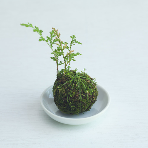 イワヒバの苔玉 (岩ヒバ, 岩松) ミニ盆栽, 植物 盆栽 ikona 通販