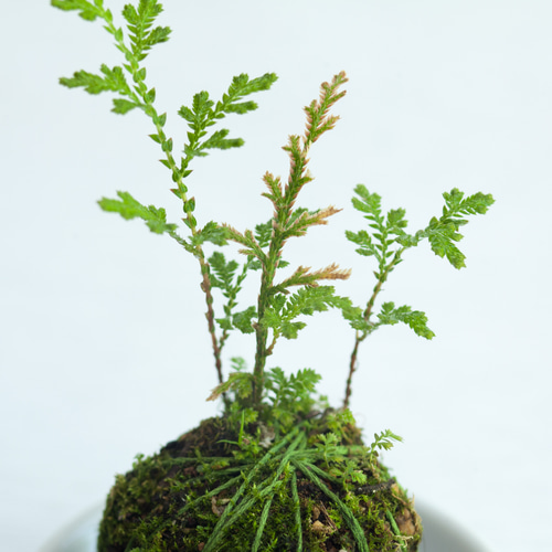 イワヒバの苔玉 (岩ヒバ, 岩松) ミニ盆栽, 植物 盆栽 ikona 通販