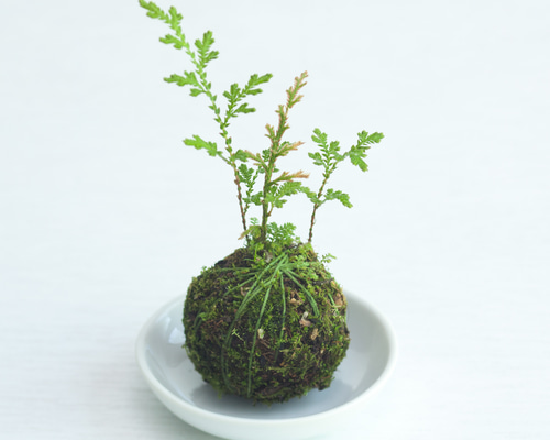 9e89cbe8412e9c913a1651bb7adecc