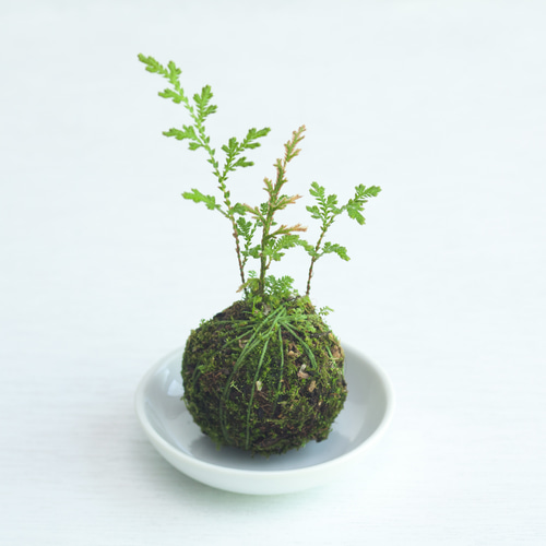 自家製，イワヒバの寄せ植え盆栽 山野草盆栽 自然風景スタイルの苔玉 激安 自家製，イワヒバの寄せ植え盆栽 山野草盆栽 自然風景スタイルの苔玉 激安