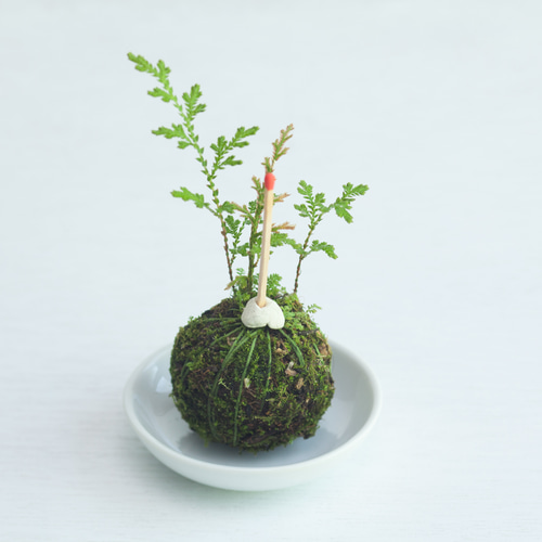 イワヒバの苔玉 (岩ヒバ, 岩松) ミニ盆栽, 植物 盆栽 ikona 通販