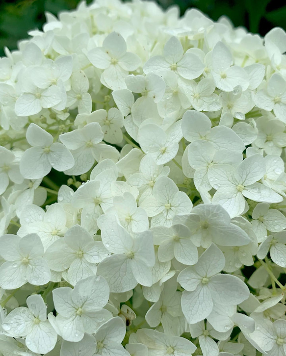 三日月レジンと紫陽花のネックレス【革紐】 14枚目の画像