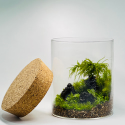 苔テラリウム　⑥ 苔テラリウム【水】※受注販売 テラリウム 6F MOSS WORK 通販 14036352