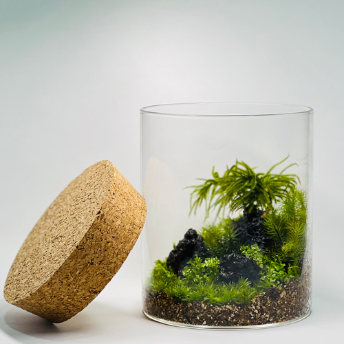 苔テラリウム【森】 テラリウム 6F MOSS WORK 通販 14030649