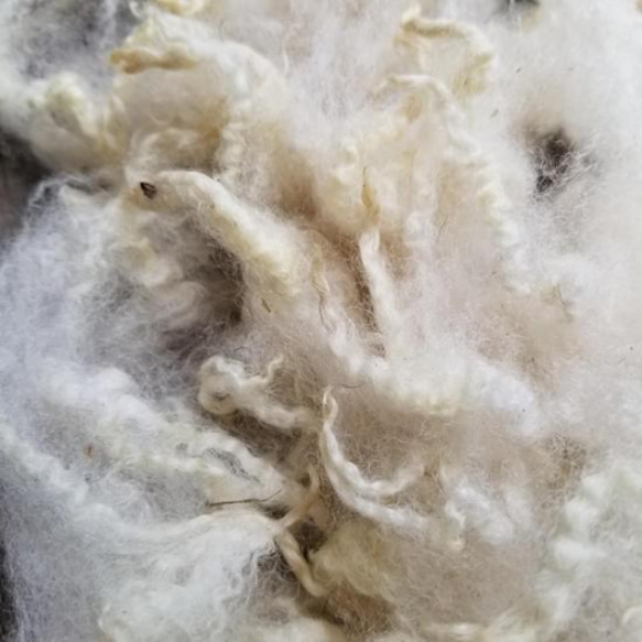 長野県産コリデール系羊原毛100g 湯洗い後納品 国産羊毛 夾雑物多 送料別 受注製作 1枚目の画像