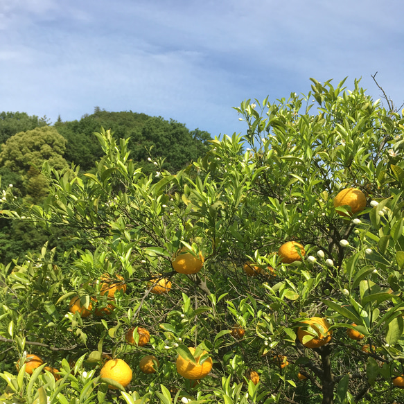 甘夏と八朔果汁100%ミックスジュース 1本 1000ml ＊農薬 除草剤 肥料不使用＊《ご自宅用》 5枚目の画像