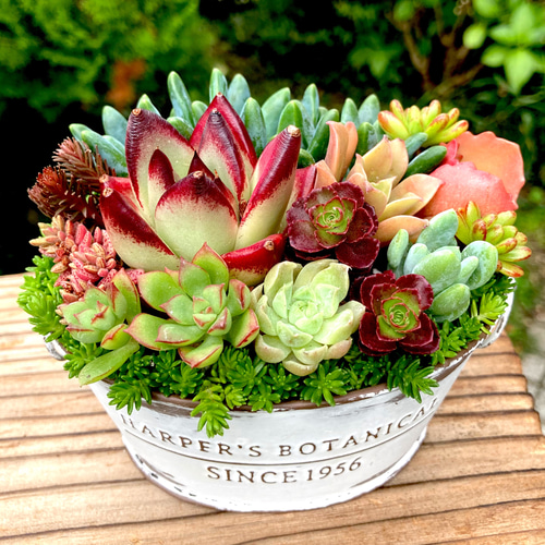 多肉植物 寄せ植え そのまま飾れる アンティーク調 オーバル ホワイト