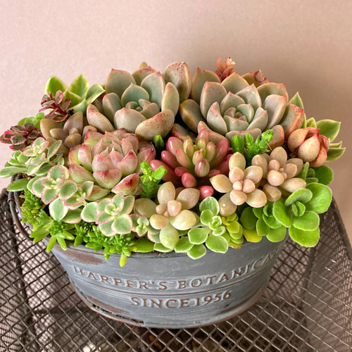 そのまま飾れる多肉植物の寄せ植え*アンティーク風ブリキポット*3色セット 可愛い寄せ植え 多肉植物寄せ植え ブリキポット サンドピンク 取っ手