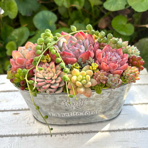 多肉植物 多肉セダムの寄せ植え そのまま飾れる ブリキ鉢 おうち