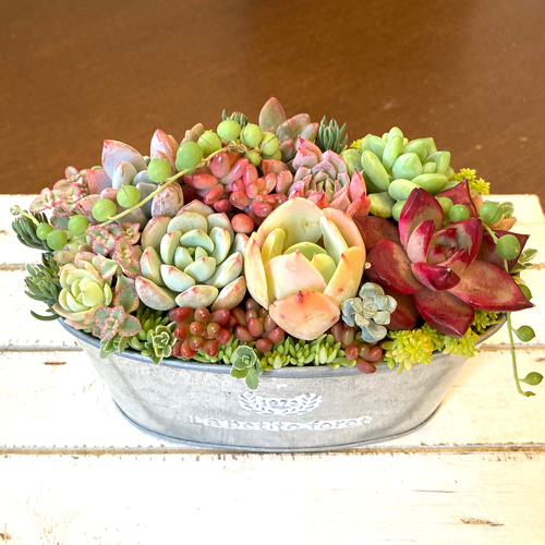 多肉植物 多肉セダムの寄せ植え そのまま飾れる ブリキ鉢 おうち