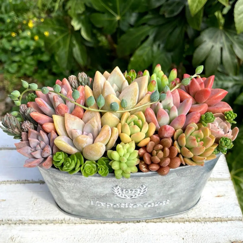 多肉植物寄せ植え　そのまま飾れる　ミントグリーンのブリキハンギング3つセット☆* そのまま飾れる ♡ 多肉植物 ♡ ハンギング ♡ 寄せ植え