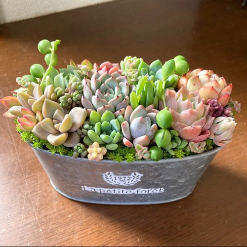 多肉植物 多肉セダムの寄せ植え そのまま飾れる ブリキ鉢 おうち