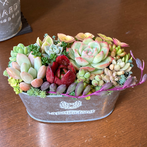 多肉植物 多肉セダムの寄せ植え そのまま飾れる ブリキ鉢 おうち 多肉植物 多肉セダムの寄せ植え そのまま飾れる ブリキ鉢 おうち