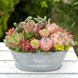 多肉植物 多肉セダムの寄せ植え そのまま飾れる ブリキ鉢 おうち