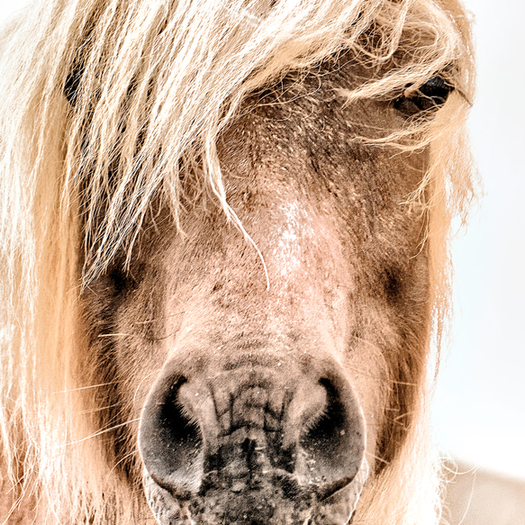 スカンジナビアン アニマルアート 馬 / インテリアポスター 海外アート / 4045 3枚目の画像