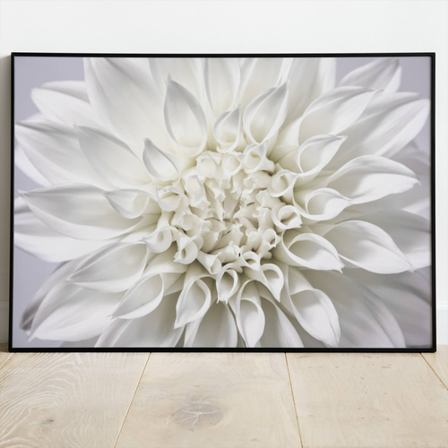 アートポスター 北欧風 シンプルモダン 花 ダリア 白い花 ボタニカル