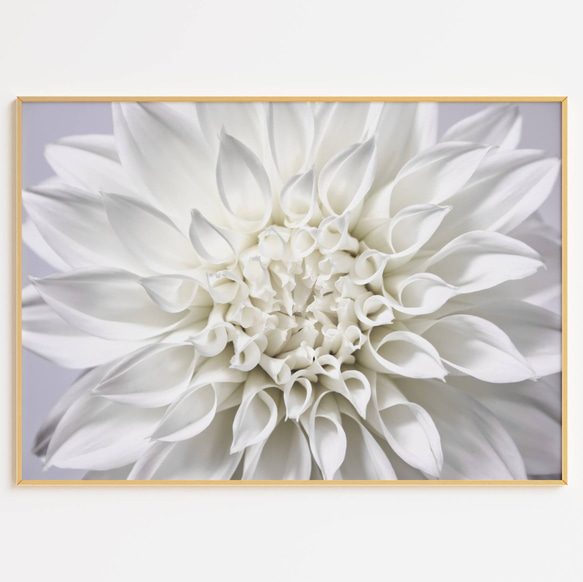 アートポスター 北欧風 シンプルモダン 花 ダリア 白い花 ボタニカル